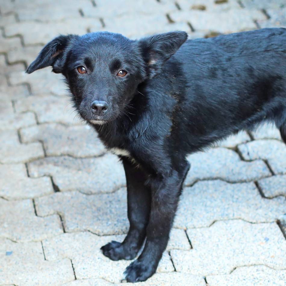 „Tier der Woche“ in Wermelskirchen: „Miranda“ möchte die Welt neu entdecken