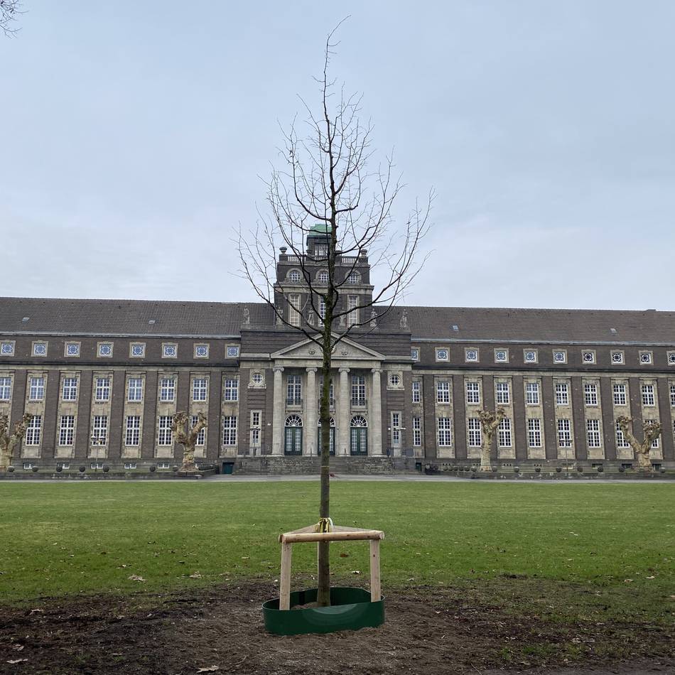 Straßen- und Parkbäume in Krefeld: KBK startet in die Pflanzsaison 2026