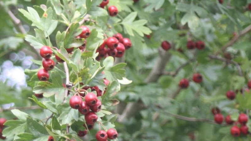 Öffentliche Grünanlagen: Grefrath setzt auf einheimische Pflanzen