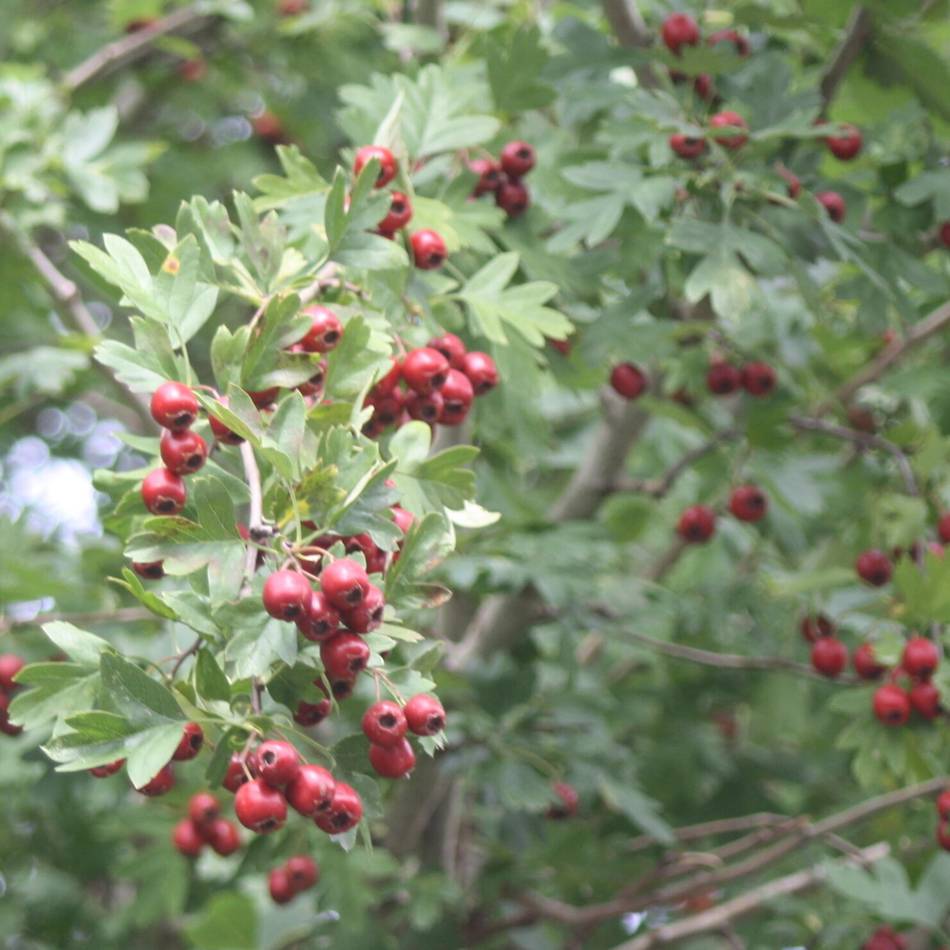 Öffentliche Grünanlagen: Grefrath setzt auf einheimische Pflanzen