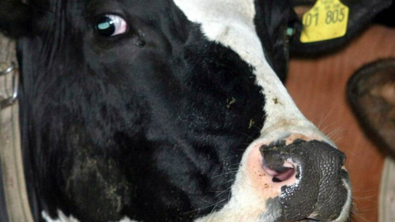 Auf der Sommerlandstraße: Polizist erschießt nach Unfall in Bedburg-Hau eine Kuh