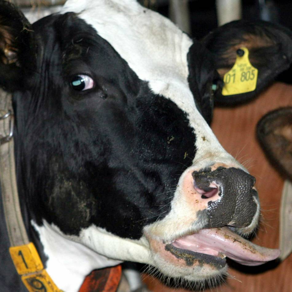 Auf der Sommerlandstraße: Polizist erschießt nach Unfall in Bedburg-Hau eine Kuh