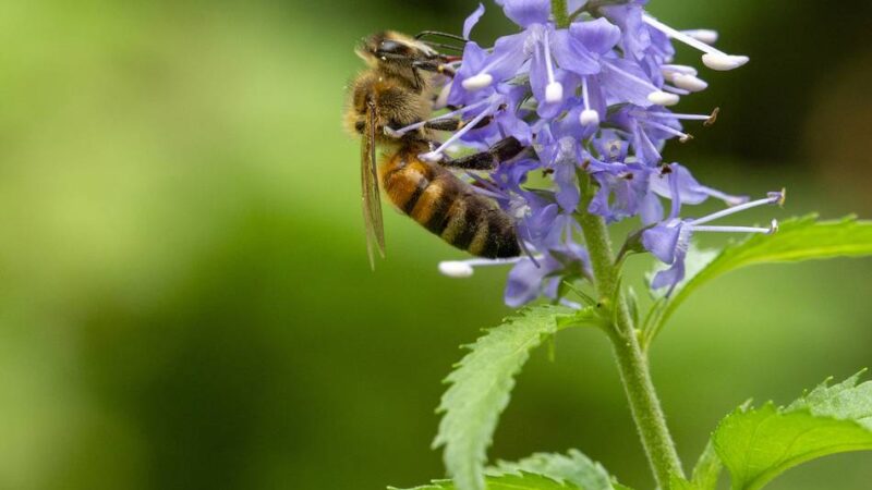 Stadt Langenfeld: Fotowettbewerb des Klimaschutzteams „Langenfeld summt!“ 2026