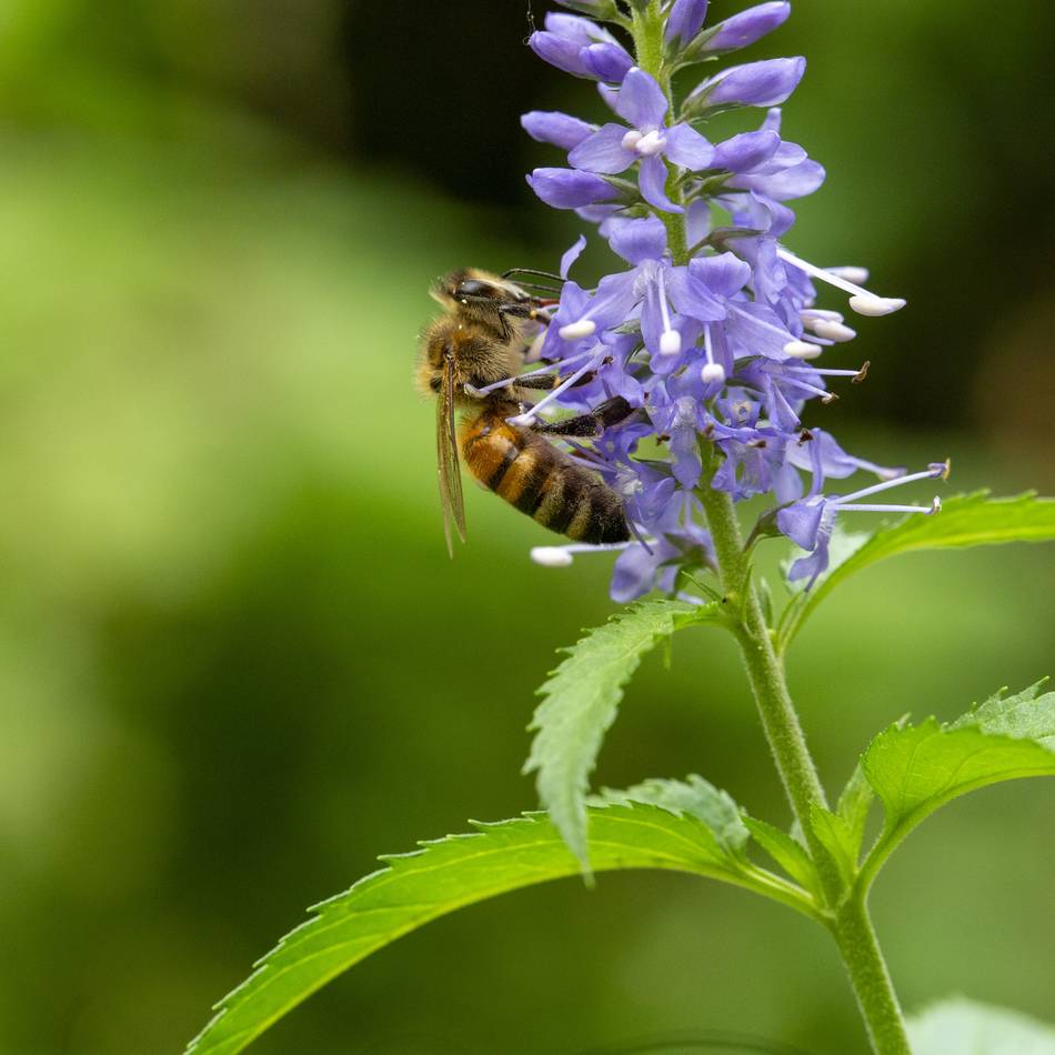 Stadt Langenfeld: Fotowettbewerb des Klimaschutzteams „Langenfeld summt!“ 2026
