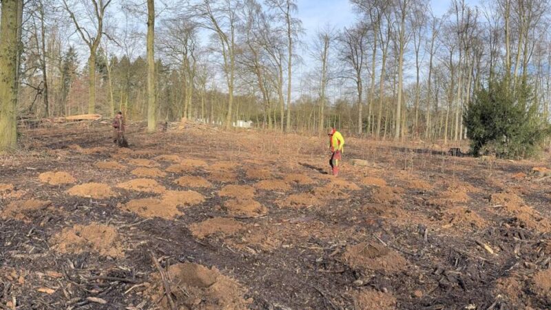 Naturschutz in Krefeld: KBK forstet Wälder mit 3000 Jungbäumen auf
