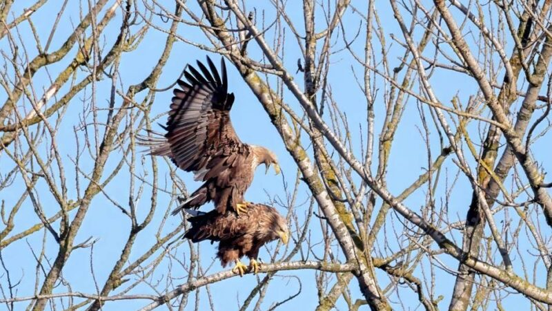 Hoffnung auf Nachwuchs: Xantens Seeadler sind in Paarungsstimmung