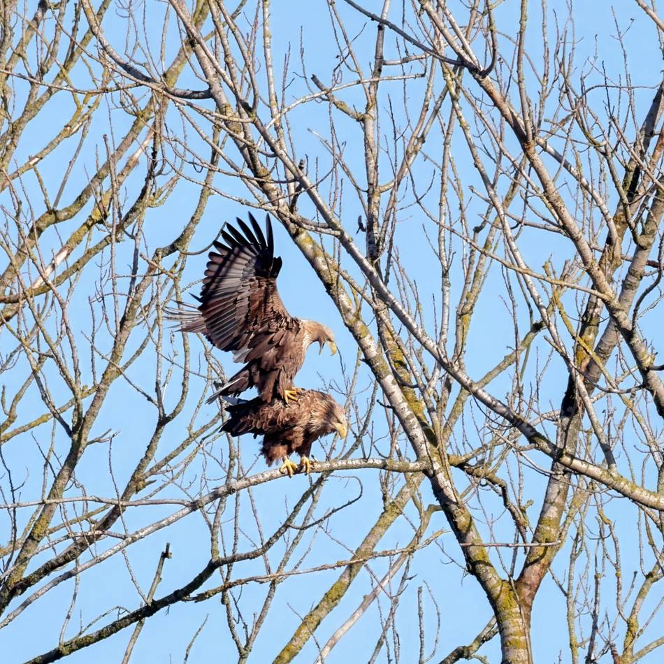 Hoffnung auf Nachwuchs: Xantens Seeadler sind in Paarungsstimmung