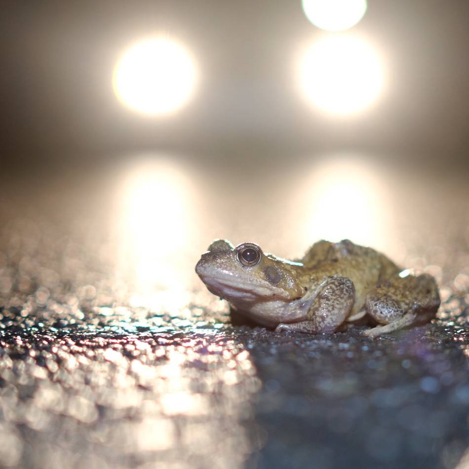 Aufruf von Stadt und BUND: Kröten-Retter in Korschenbroich gesucht