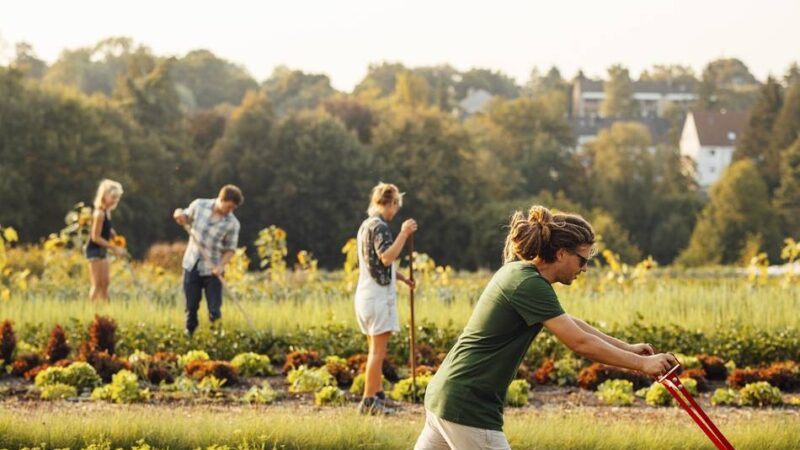 Solidarische Landwirtschaft: Gemüse direkt vom Feld auf den Tisch