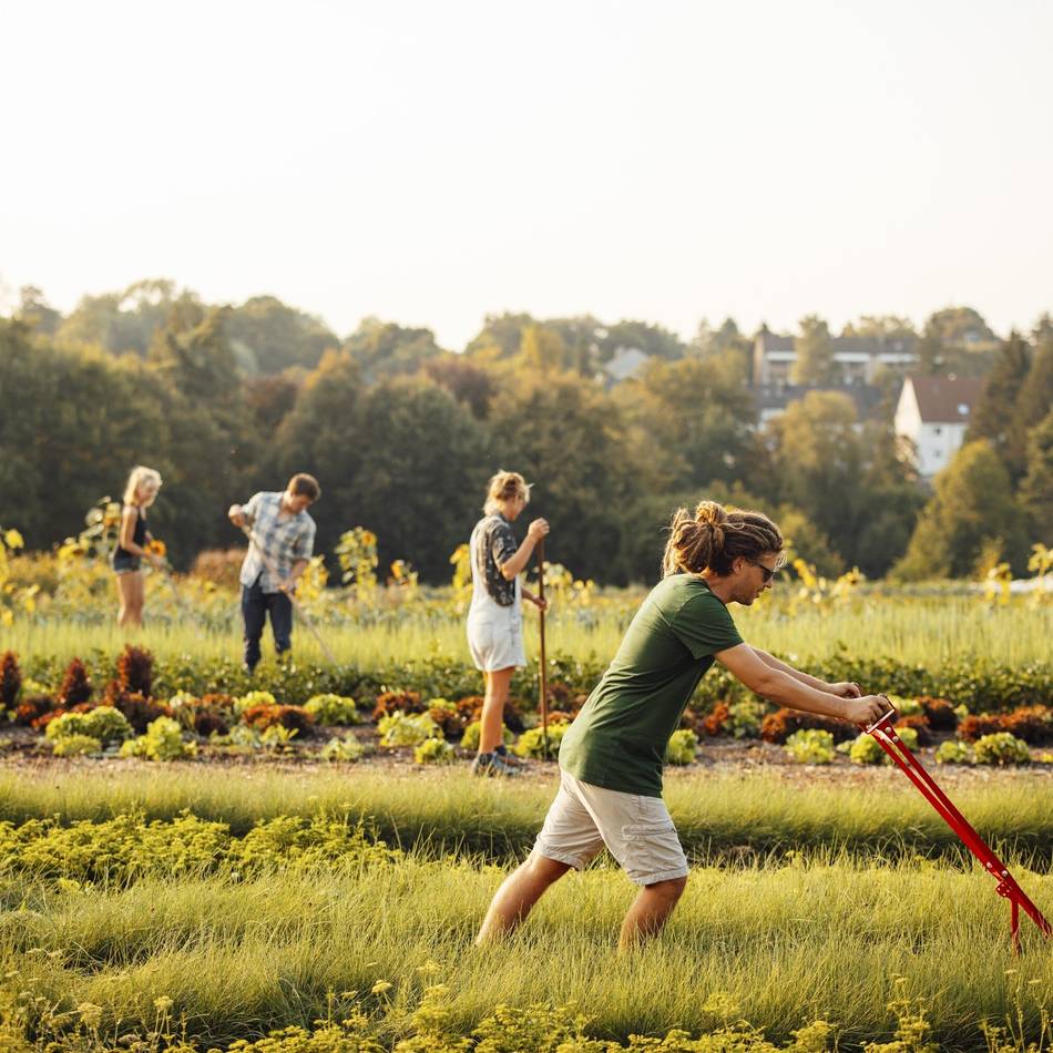 Solidarische Landwirtschaft: Gemüse direkt vom Feld auf den Tisch
