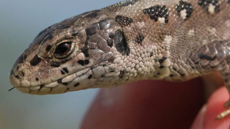 Zum Schutz für seltene Tiere und Pflanzen: Kreis lässt weitere Heidefläche in Hilden einzäunen