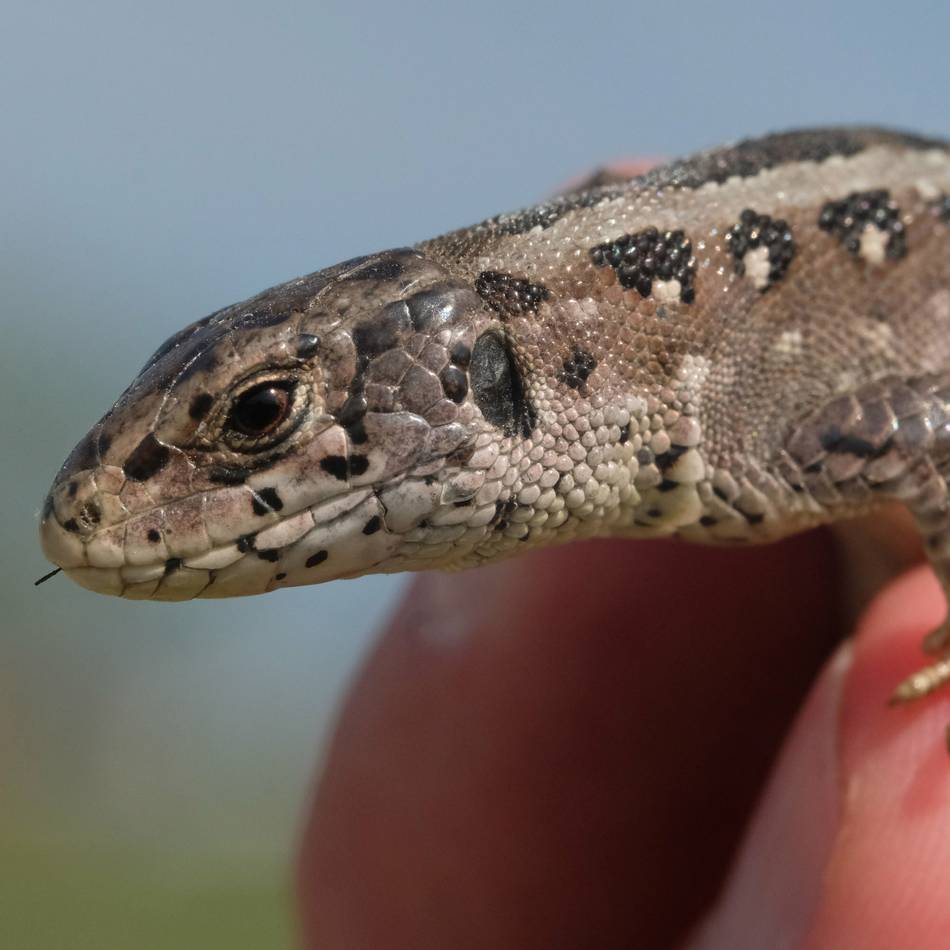Zum Schutz für seltene Tiere und Pflanzen: Kreis lässt weitere Heidefläche in Hilden einzäunen
