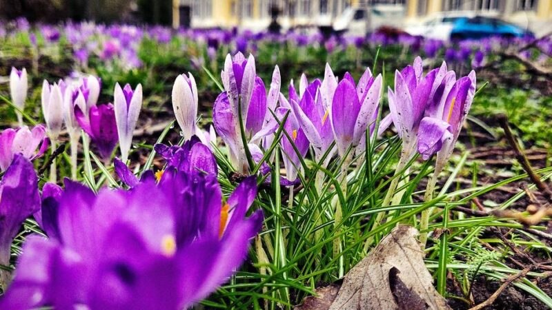 Krokusse blühen in Leverkusen: Schloss Morsbroich – erste Frühlingsboten sind da