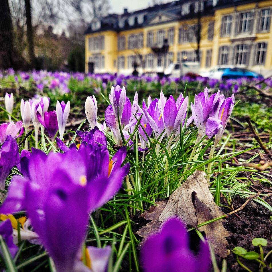 Krokusse blühen in Leverkusen: Schloss Morsbroich – erste Frühlingsboten sind da