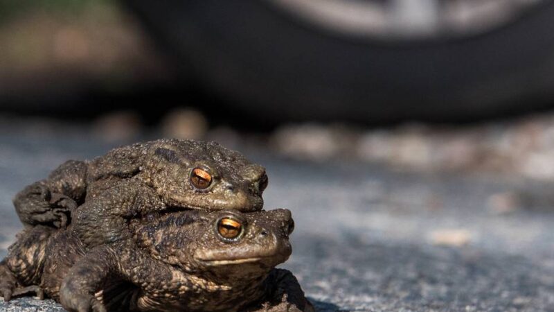 Naturschutz in Meerbusch: „Dann geht das große Krabbeln los“ – neue Kröten-Retter gesucht