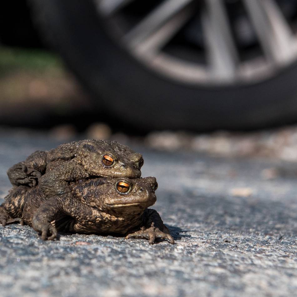 Naturschutz in Meerbusch: „Dann geht das große Krabbeln los“ – neue Kröten-Retter gesucht