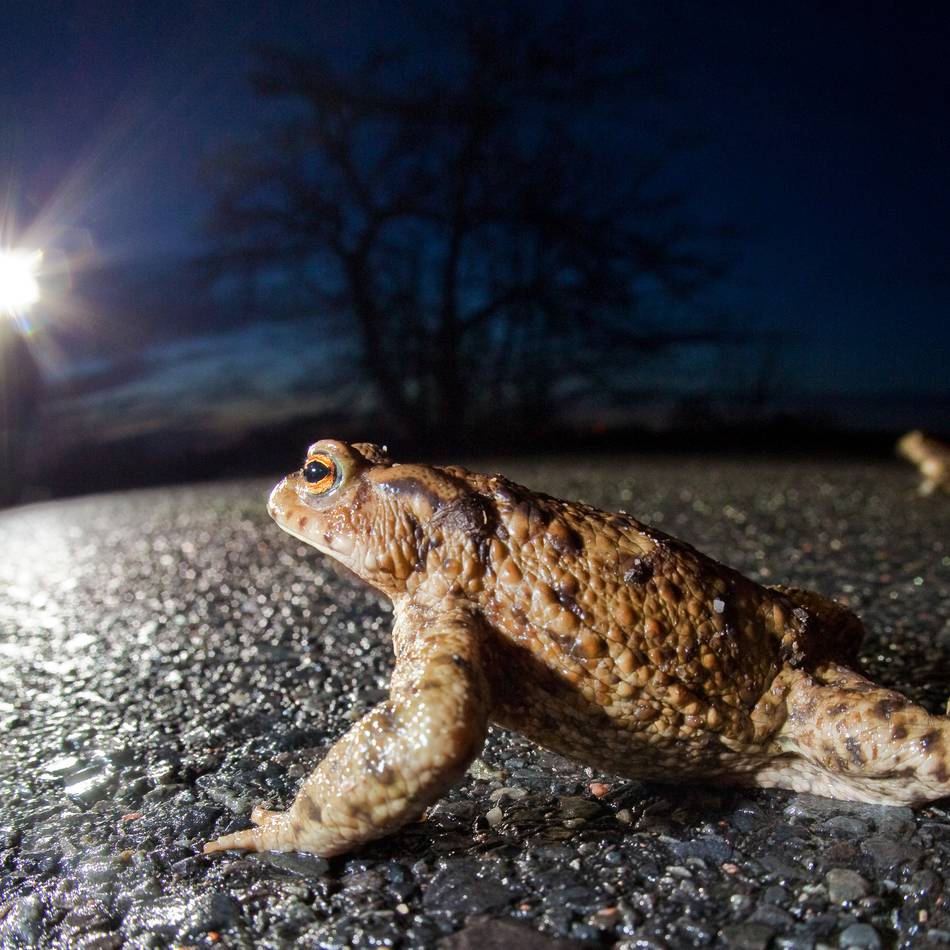 Wirtschaftswege in Willich werden gesperrt: Auf wandernde Amphibien Rücksicht nehmen