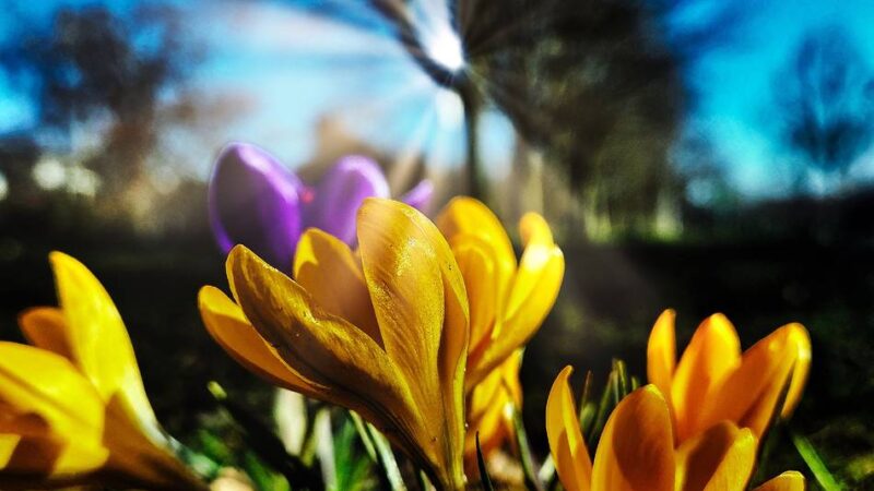 Sonne und bis zu 19 Grad: Erste bunte Frühlingsboten in Langenfeld