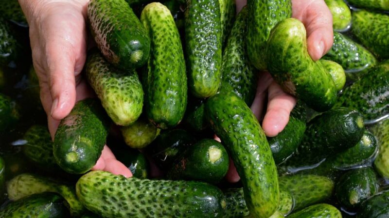 „Pickle Palace“ im Theatermuseum: Snack-Wettstreit in Düsseldorf – wer macht das beste Hangover-Food?
