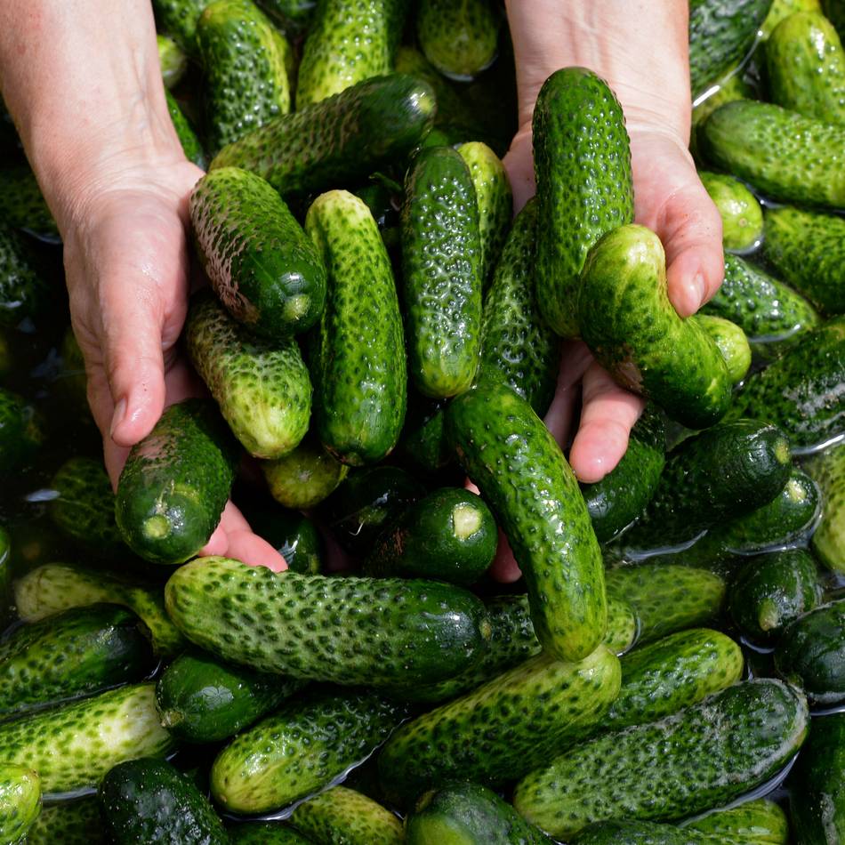 „Pickle Palace“ im Theatermuseum: Snack-Wettstreit in Düsseldorf – wer macht das beste Hangover-Food?