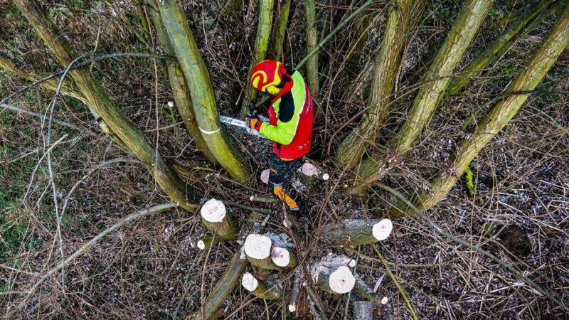 Ehrenamtlicher Einsatz am Rhein: So lief die Kopfweidenaktion des Hegerings Monheim-Baumberg