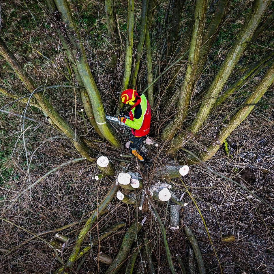 Ehrenamtlicher Einsatz am Rhein: So lief die Kopfweidenaktion des Hegerings Monheim-Baumberg