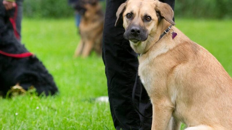 Nach Angriff in Mönchengladbach: Führerschein und Hundepapiere, bitte?