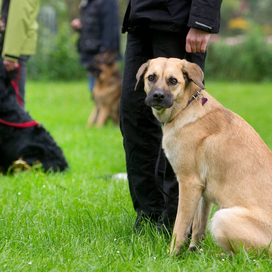 Nach Angriff in Mönchengladbach: Führerschein und Hundepapiere, bitte?