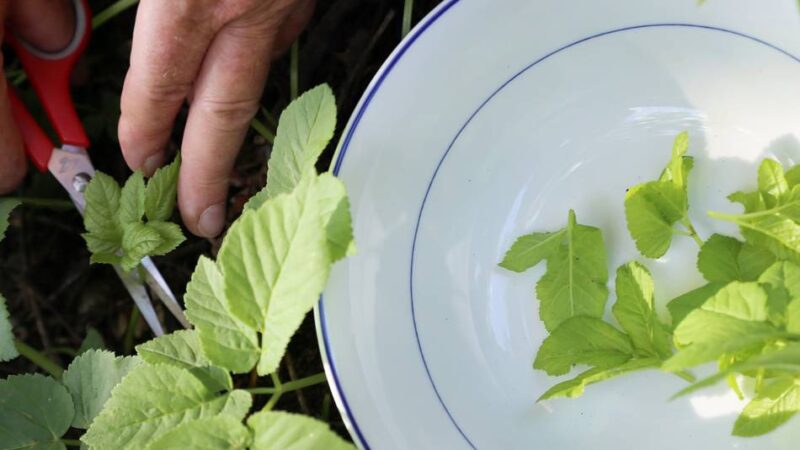 Kurse in der Eva-Lorenz-Umweltstation in Neersen: Mit Wildkräutern kochen und Obstbäume stutzen