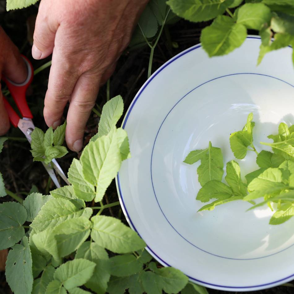 Kurse in der Eva-Lorenz-Umweltstation in Neersen: Mit Wildkräutern kochen und Obstbäume stutzen