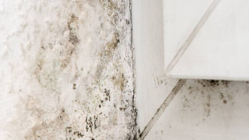 Beratung in Düsseldorf: Infotag zu Feuchte und Schimmel