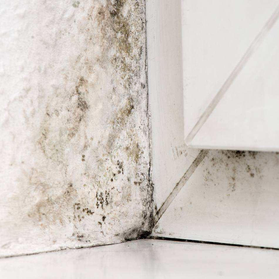 Beratung in Düsseldorf: Infotag zu Feuchte und Schimmel