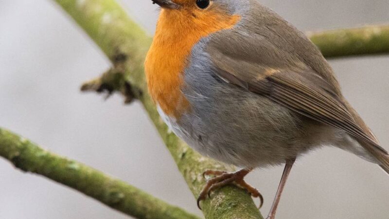Kreis Viersen: Brut- und Setzzeit beginnt im März