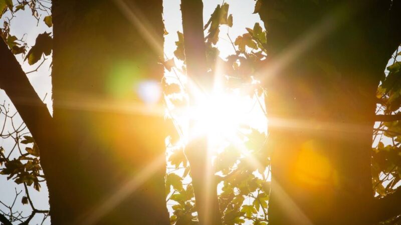 Durchforstungen in Moers: Warum die Stadt jetzt in Scherpenberg und Hülsdonk Bäume fällt