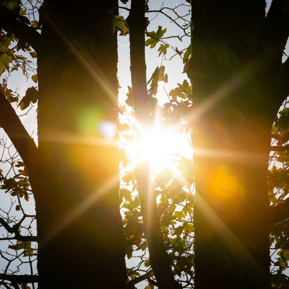 Durchforstungen in Moers: Warum die Stadt jetzt in Scherpenberg und Hülsdonk Bäume fällt