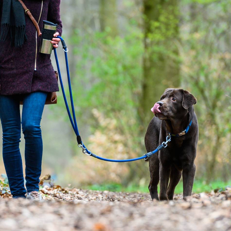 Jäger in Meerbusch zeigen, wie es geht: Wie sich Hunde im Wald richtig verhalten