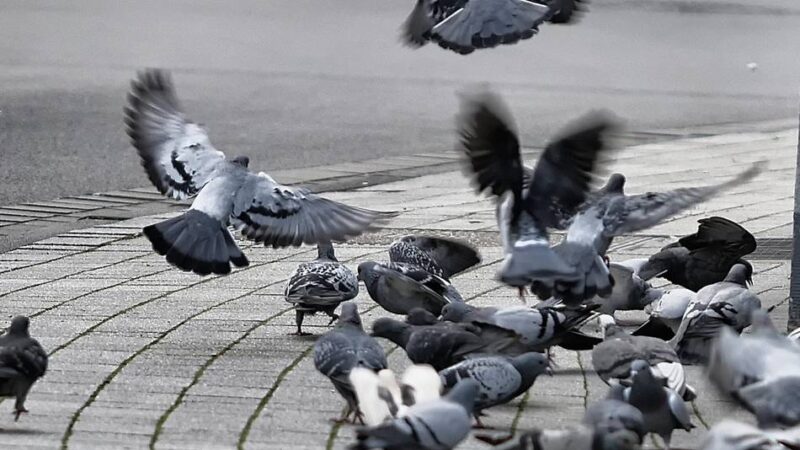 Tauben in Mettmann: Offenbar Standort für Taubenhaus gefunden