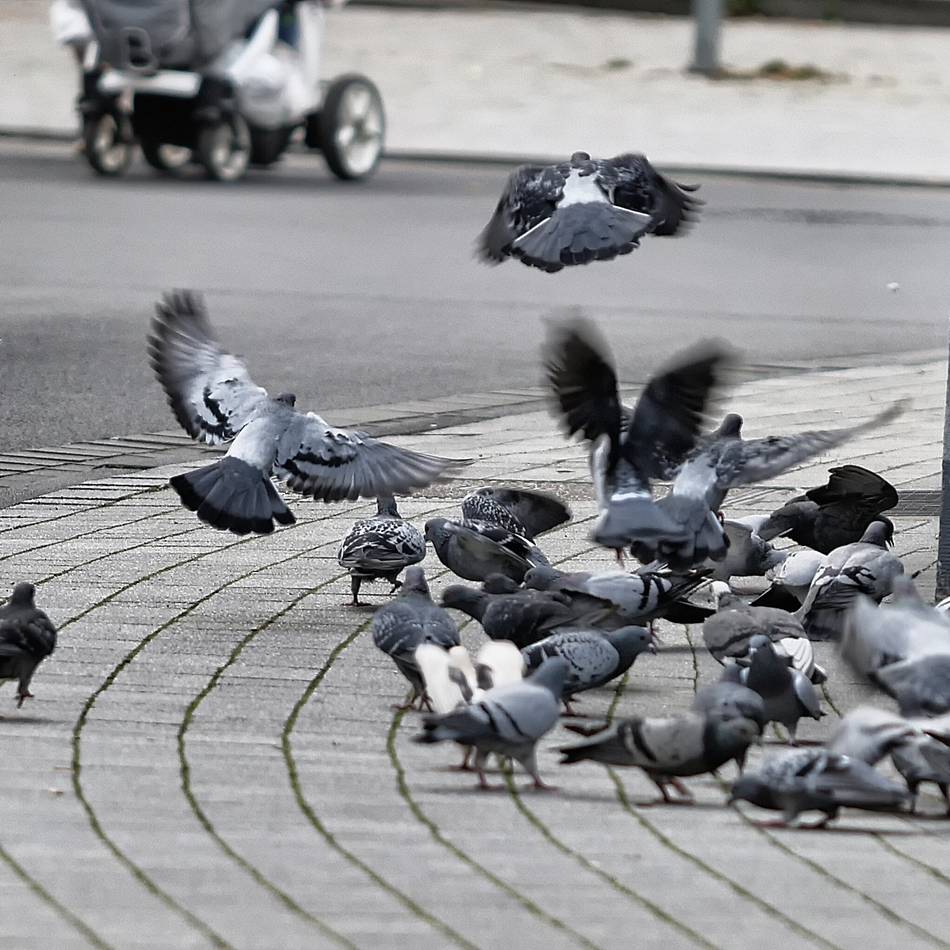 Tauben in Mettmann: Offenbar Standort für Taubenhaus gefunden