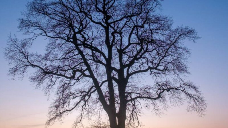 Bildgedanken: Kleine Wunder