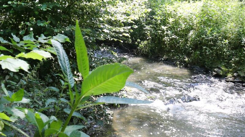 Für Naturfreunde in Ratingen: Vogelkundliche Exkursionen im Frühling