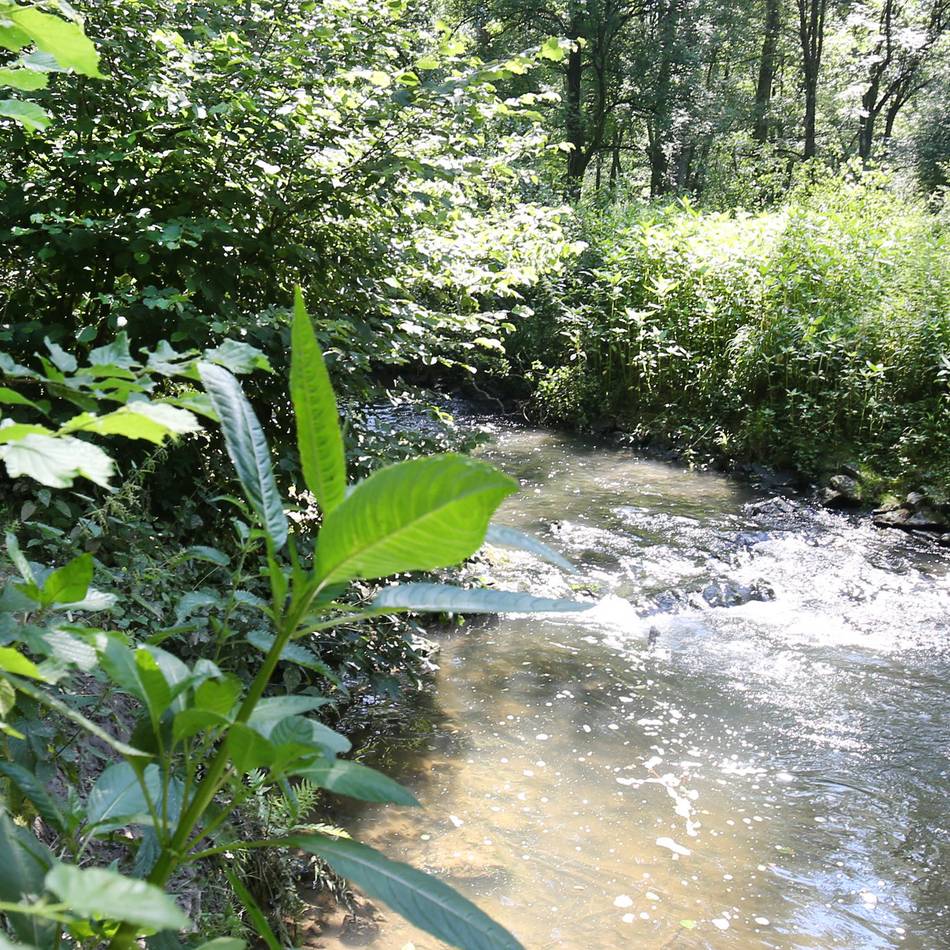 Für Naturfreunde in Ratingen: Vogelkundliche Exkursionen im Frühling
