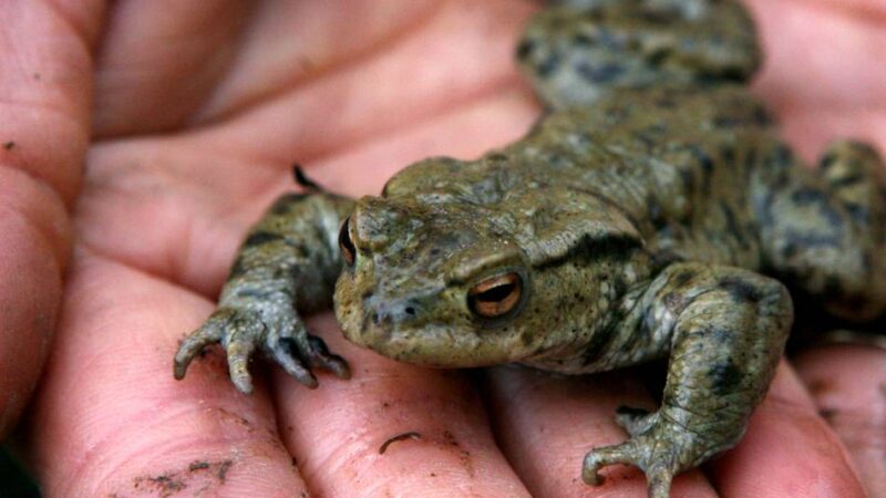 Umweltschutz in Radevormwald: Naturschutzverein erhält Förderung vom Kreis