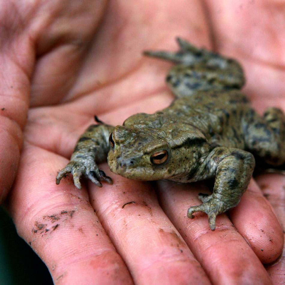 Umweltschutz in Radevormwald: Naturschutzverein erhält Förderung vom Kreis