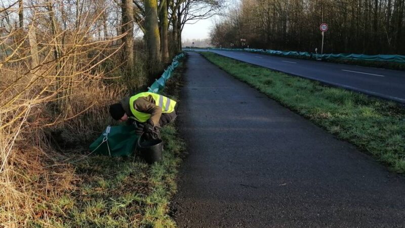 Zäune schützen Frösche, Kröten und Molche: Die Amphibienwanderung im Kreis Mettmann beginnt