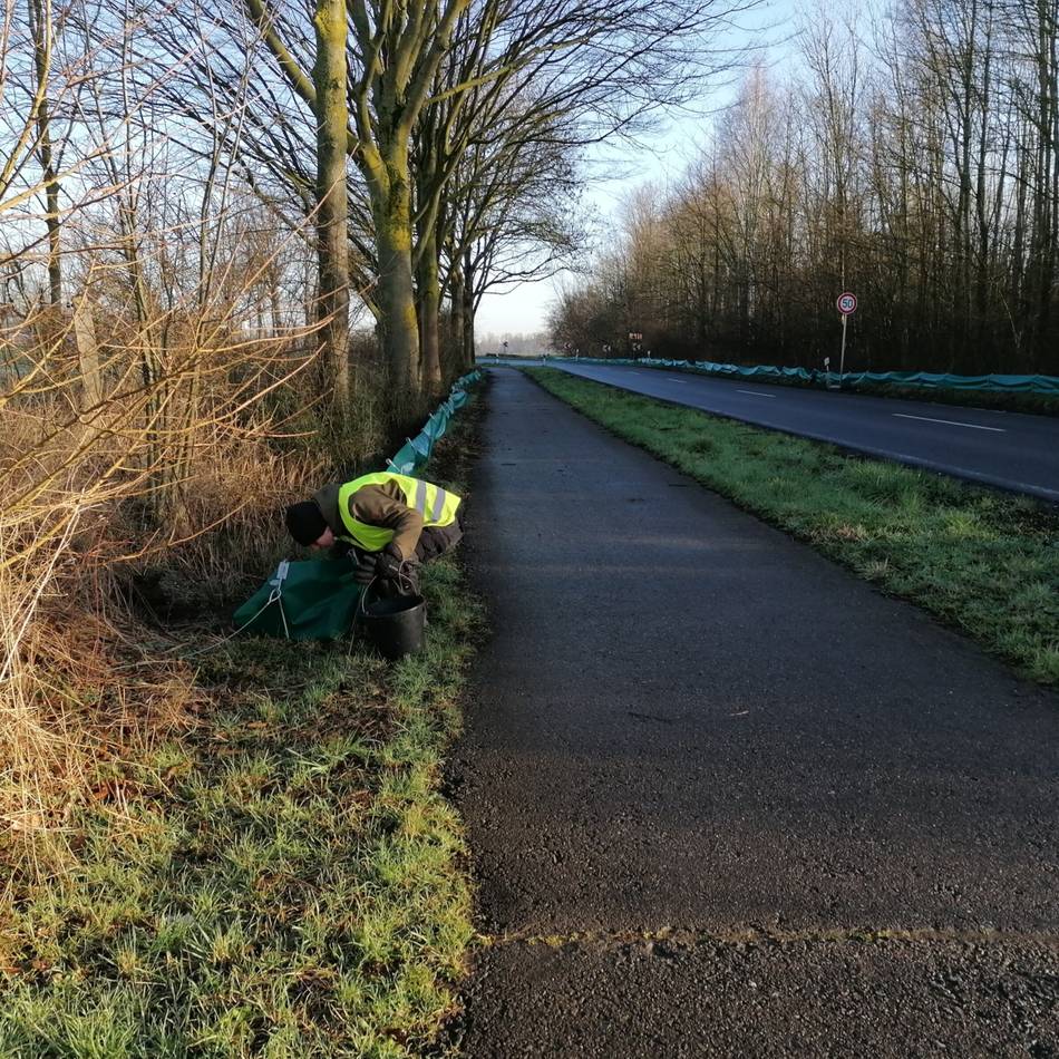 Zäune schützen Frösche, Kröten und Molche: Die Amphibienwanderung im Kreis Mettmann beginnt