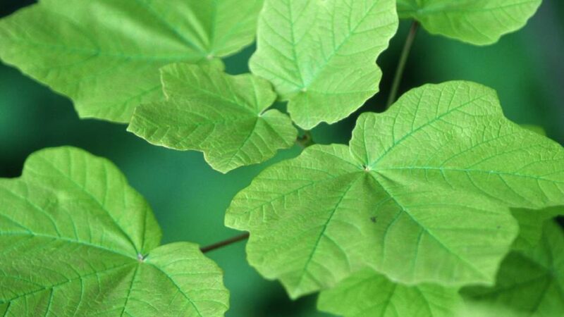 Aktionstage „Mehr Bäume jetzt“: Kreis Viersen verschenkt Bäume für den heimischen Garten