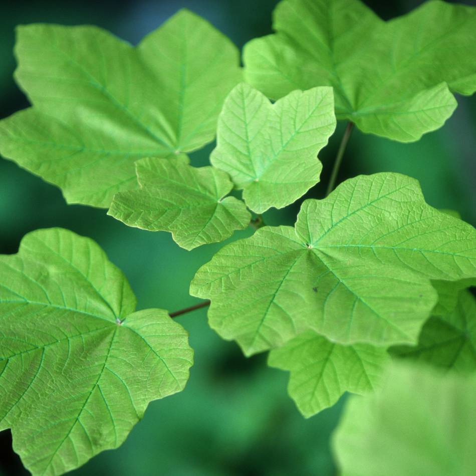 Aktionstage „Mehr Bäume jetzt“: Kreis Viersen verschenkt Bäume für den heimischen Garten