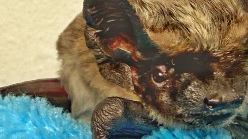 Irre, aber wahr: Düsseldorfer Flughafen stellt Fledermäusen Räume zur Verfügung – fürs Flugtraining