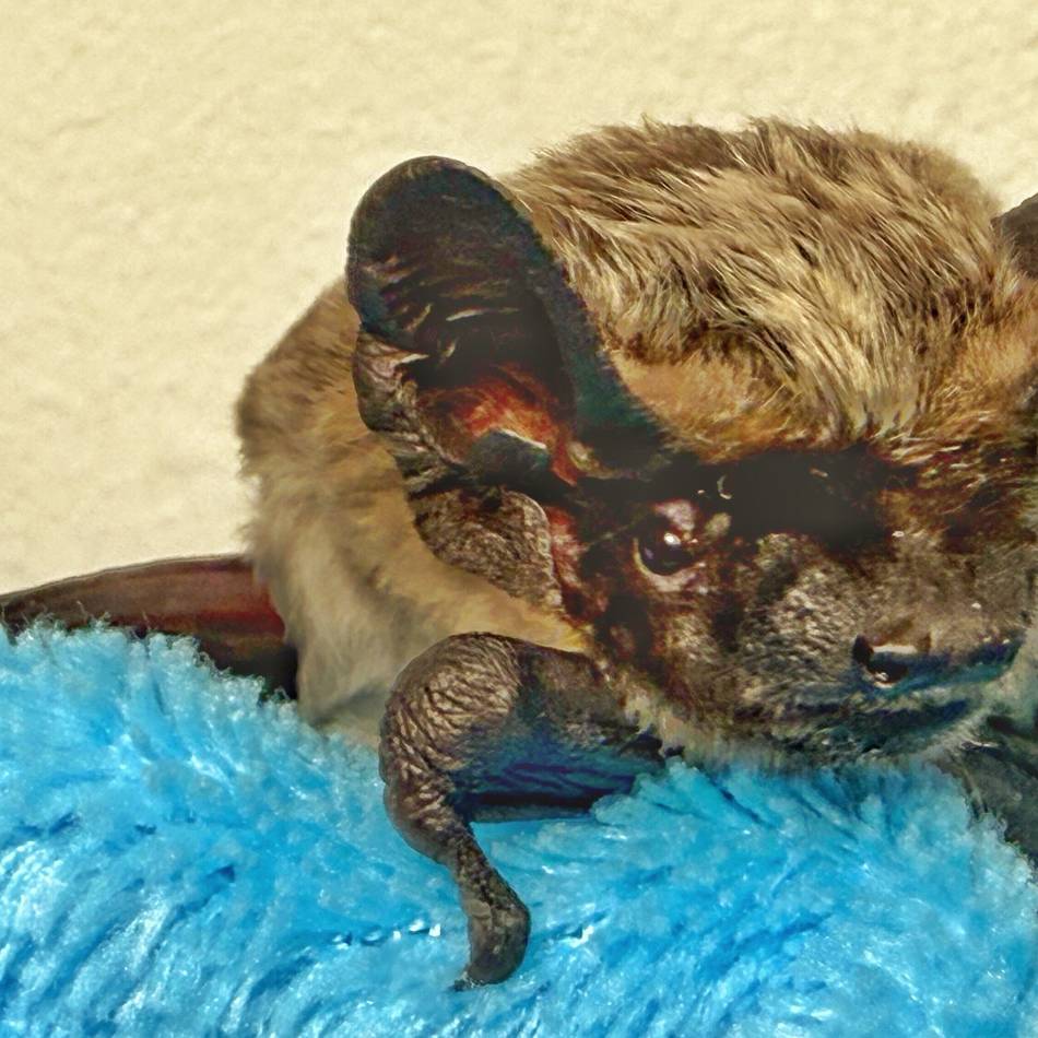 Irre, aber wahr: Düsseldorfer Flughafen stellt Fledermäusen Räume zur Verfügung – fürs Flugtraining