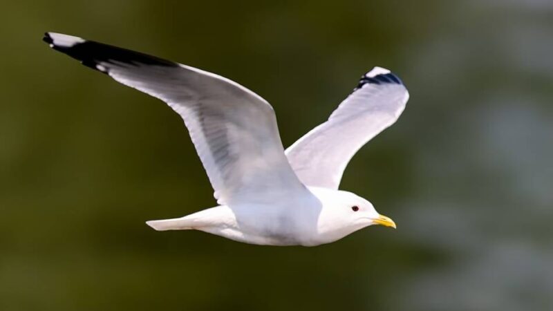 „Das war wichtiger als der Aufstieg“: Verrückte Szene aus der Türkei im Video – Fußballer reanimiert abgeschossene Möwe